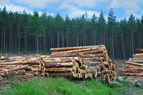 生態 環保 再生林